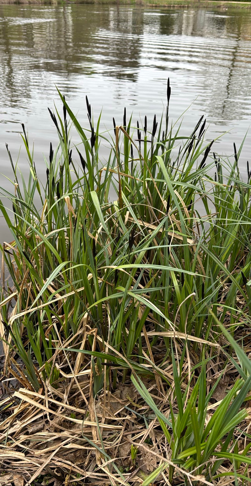 Carex élancé — Bild 1