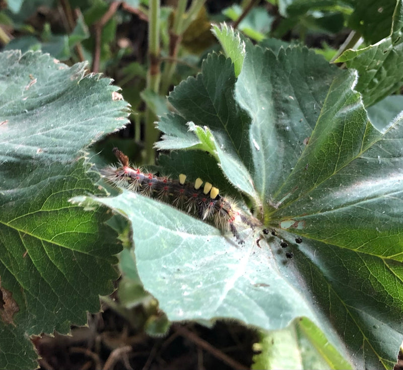 Teigne des broussailles du prunellier — Bild 2