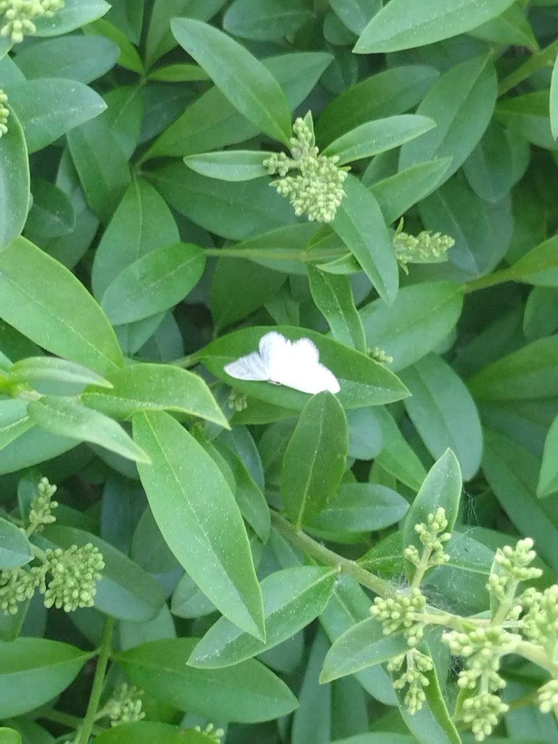 Papillon blanc du prunellier — Bild 1