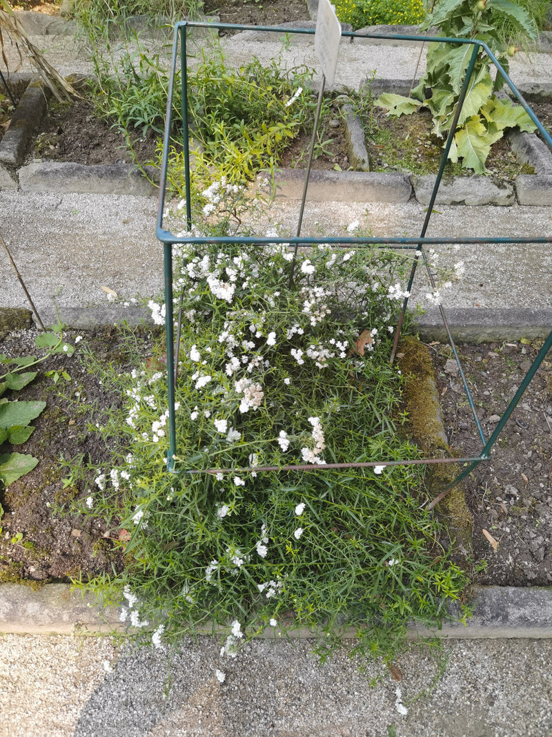 La photo montre une gypsophile en fleurs dans un parterre de jardin bordé. La plante est entourée d'un cadre métallique vert.