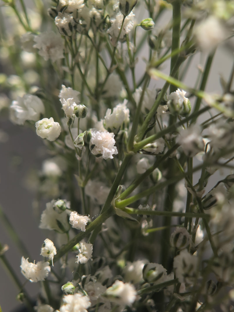 Gypsophile — Bild 5