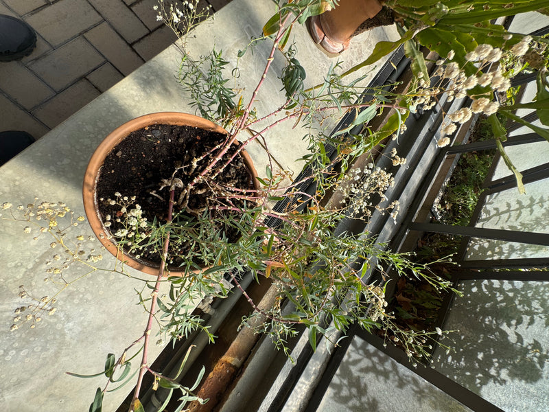 Un gypsophile paniculé pousse dans un pot en terre cuite, vu de dessus, avec de fines branches et de petites fleurs blanches.