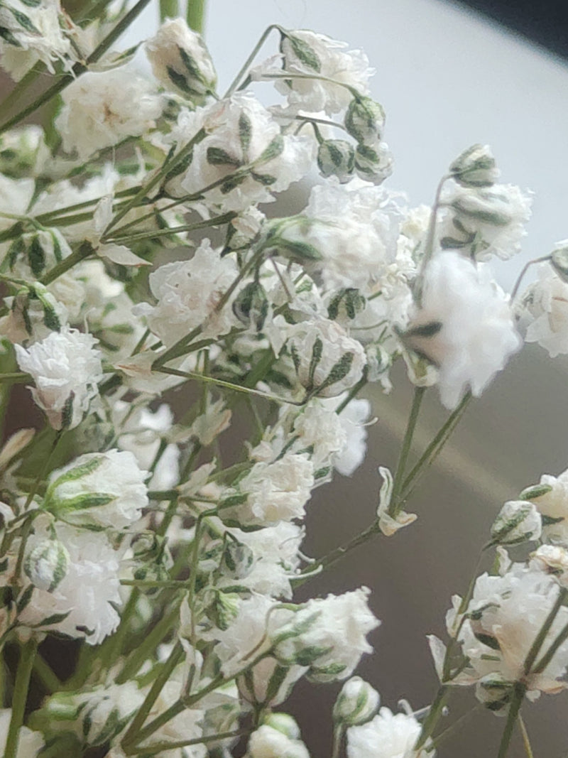 Gypsophile — Bild 3