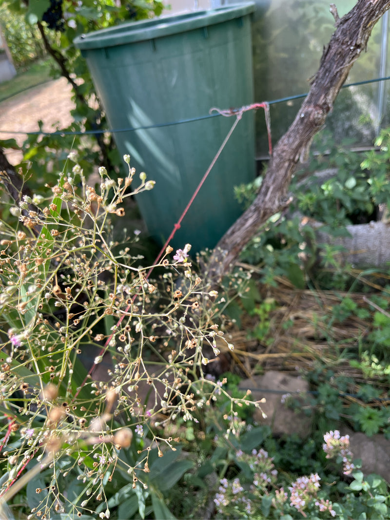 L'image montre les inflorescences fines et ramifiées de la gypsophile dans un jardin. Des plantes vertes et un récupérateur d'eau sont visibles en arrière-plan.