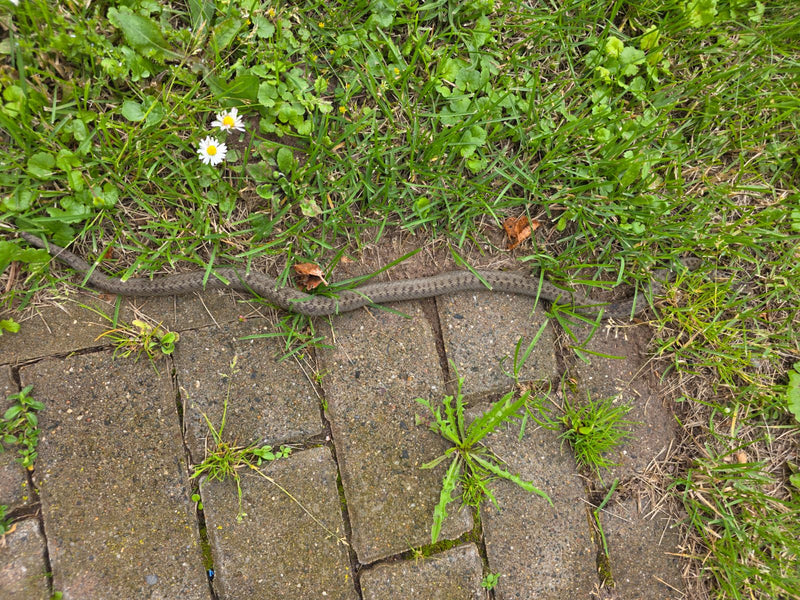 serpent lisse — Bild 1