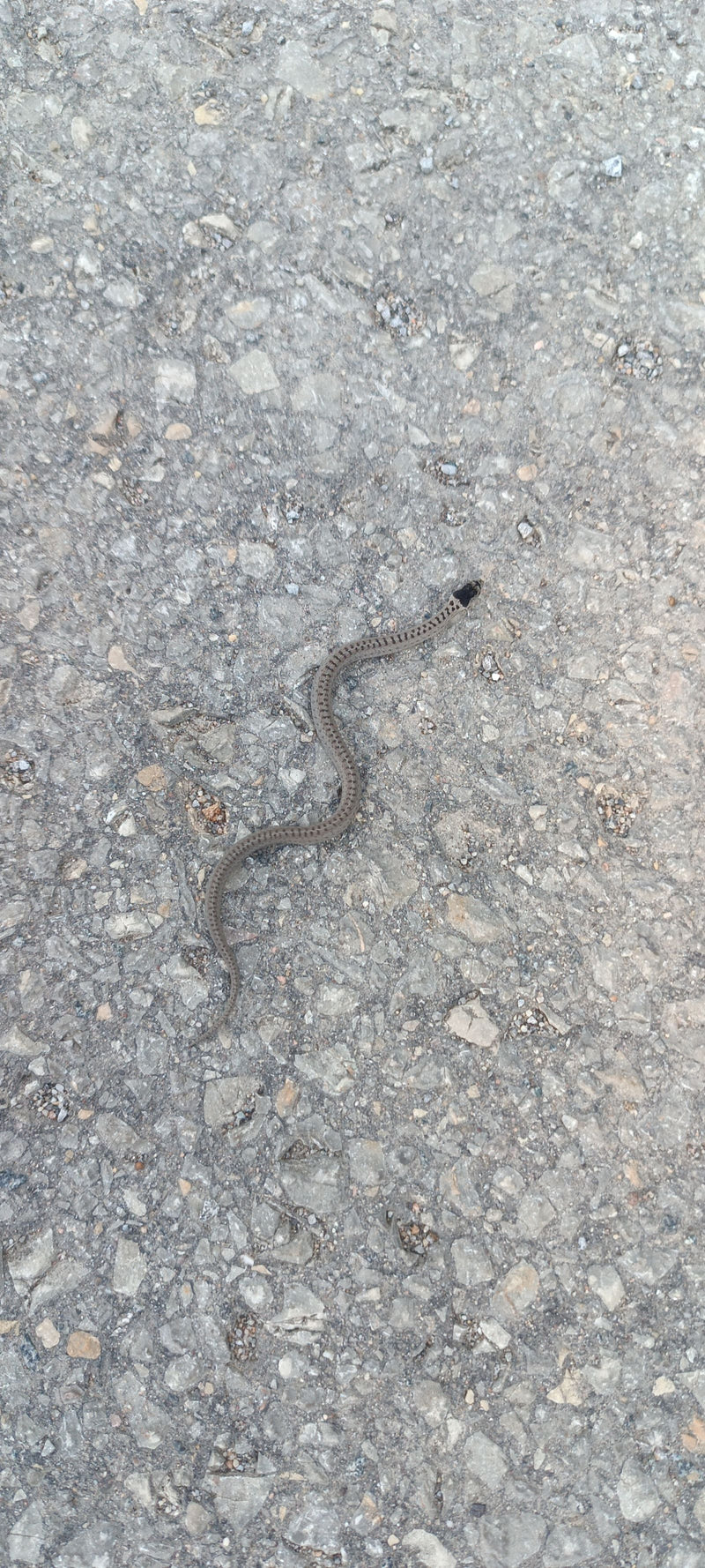 serpent lisse — photo 3 sur 3