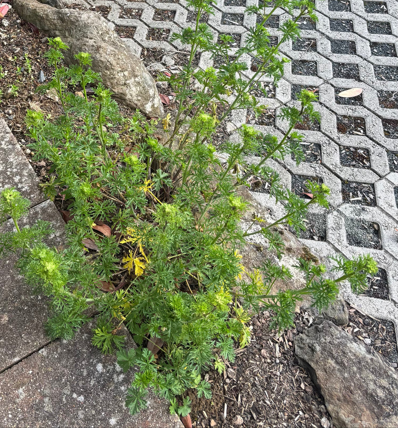 Géranium sanguin à feuilles fendues — Bild 1