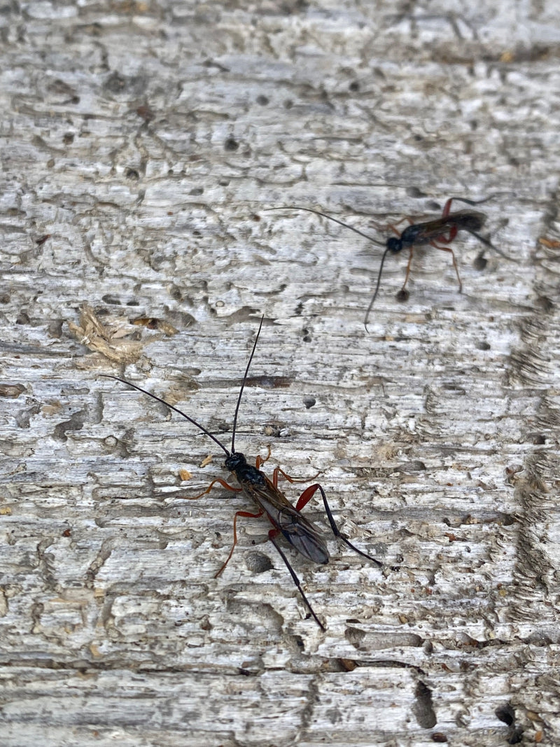 Guêpes parasites — Bild 1