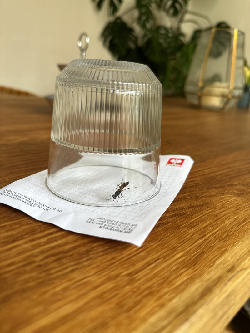 L'image montre une guêpe ichneumon piégée sous un verre retourné sur un morceau de papier. La scène se trouve sur une surface de table en bois à l'intérieur.
