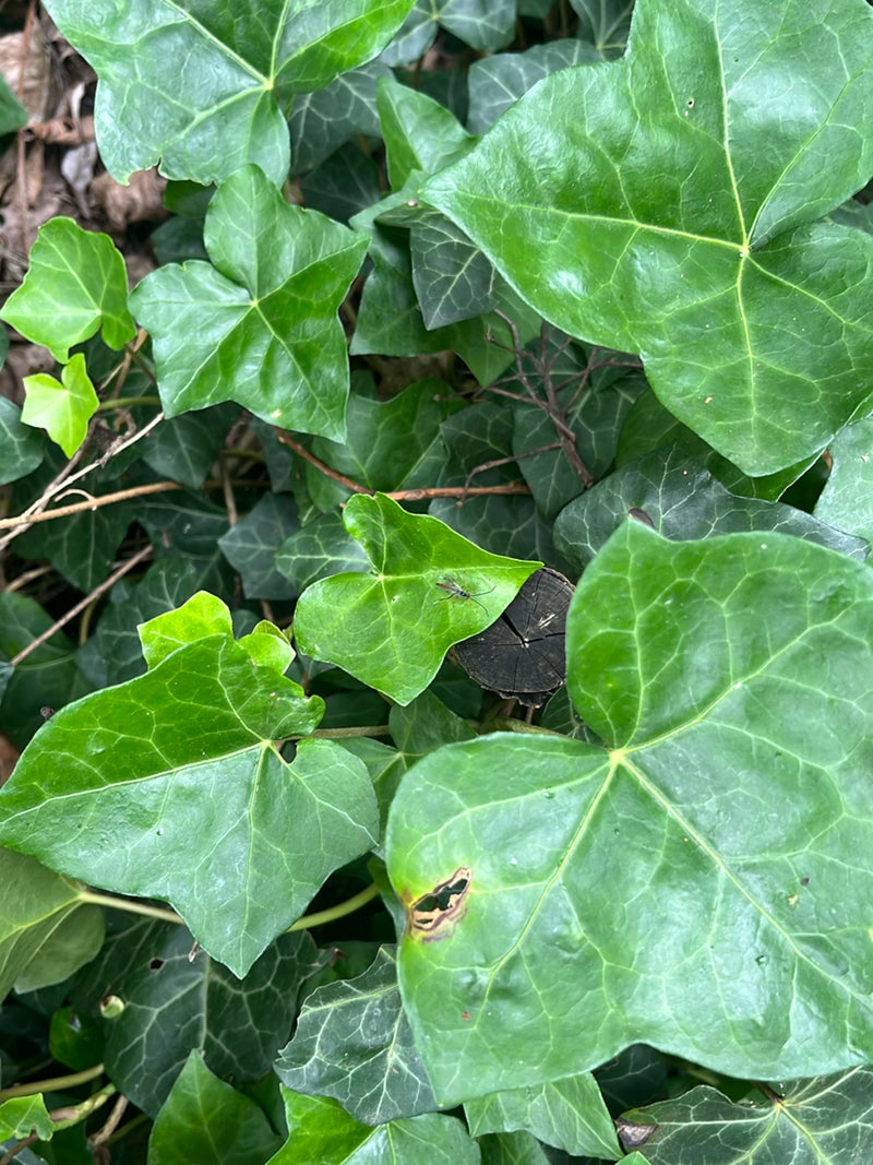 Une guêpe ichneumon est assise sur une feuille de lierre verte. L'insecte est visible de loin.