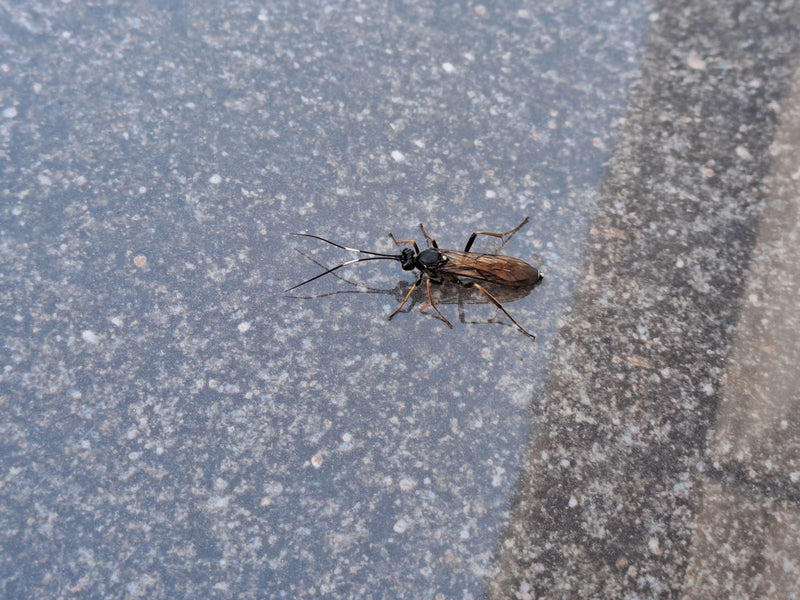 Une guêpe ichneumon est photographiée du dessus alors qu'elle est posée sur un sol en pierre grise. L'insecte montre ses longues antennes et ses ailes caract...
