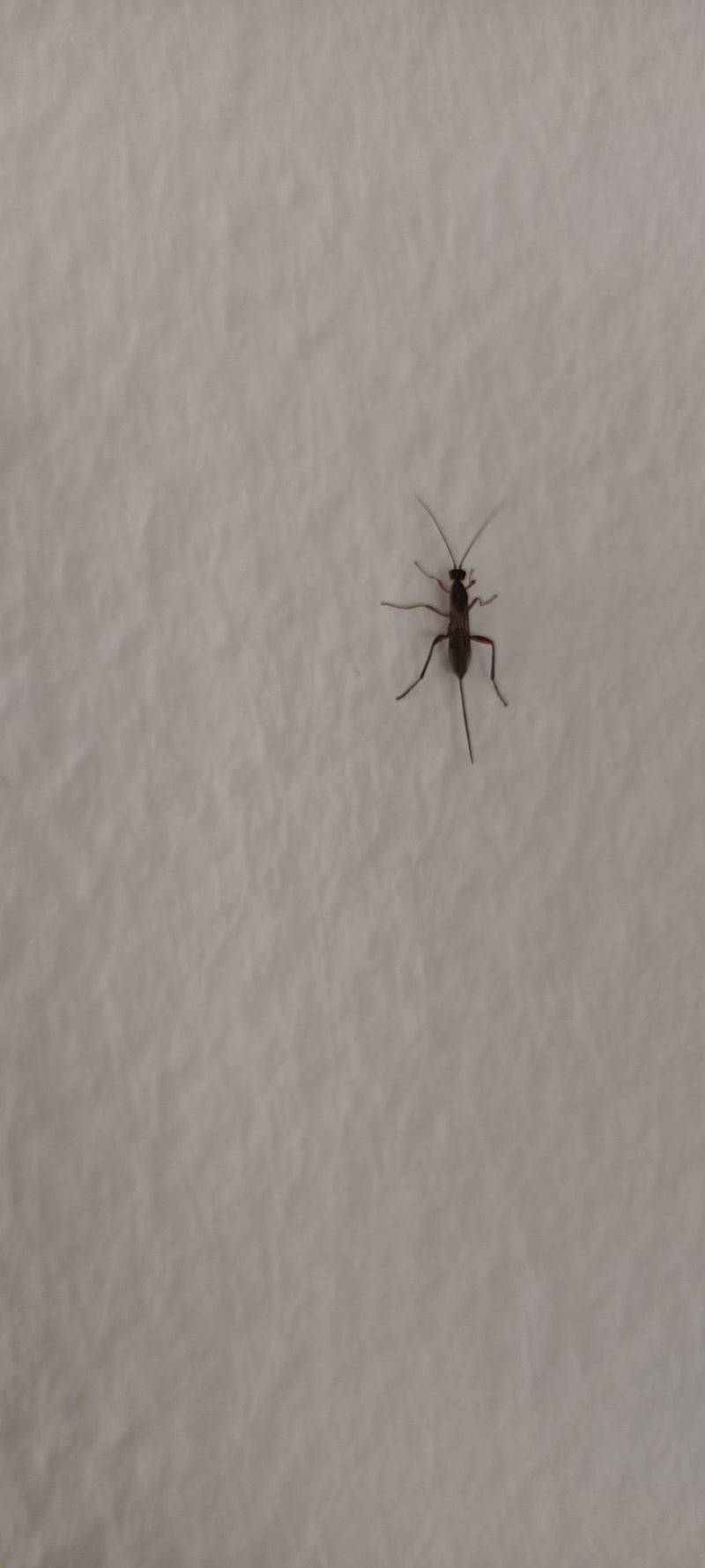 Guêpes parasites — Bild 2