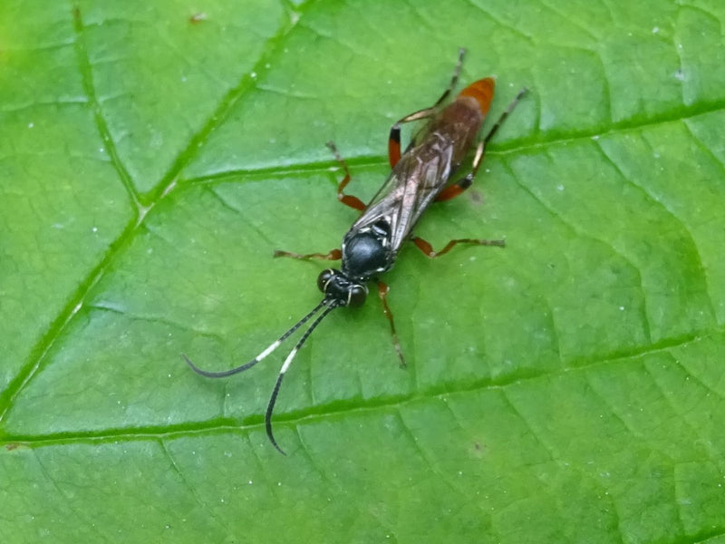 Guêpe parasite — Bild 1