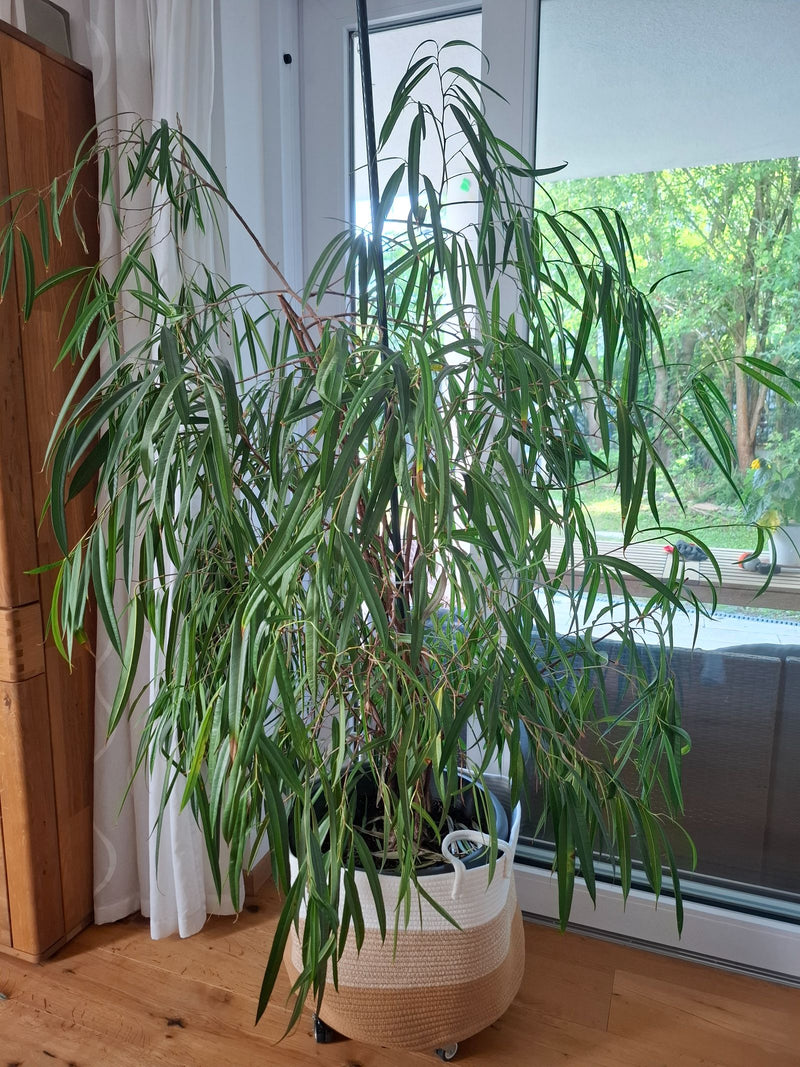 Figue à feuilles étroites — Bild 1