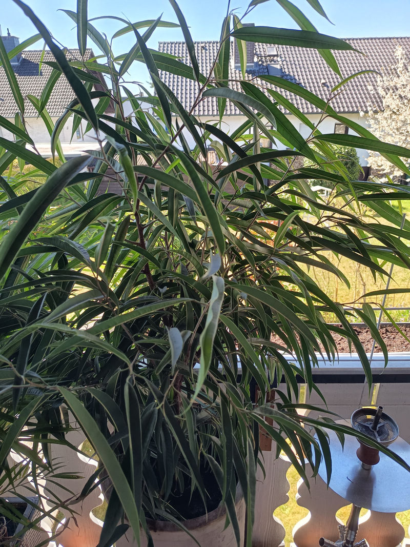 Figue à feuilles étroites — Bild 1