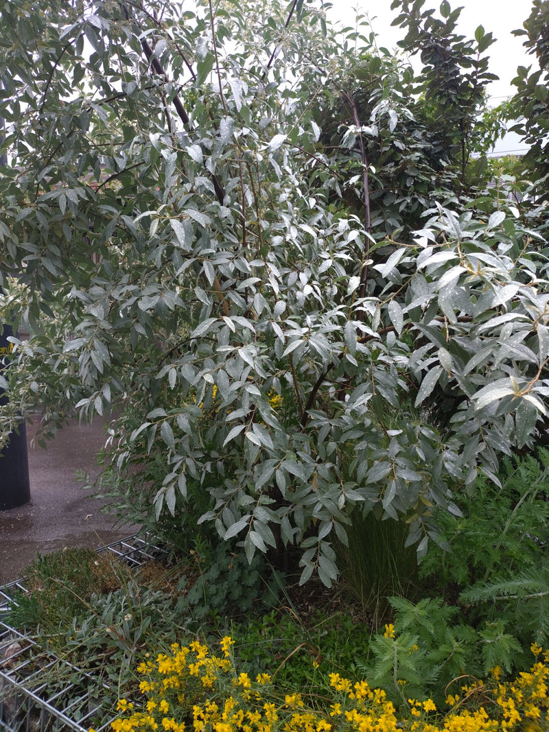 Saule olive à feuilles étroites — Bild 1