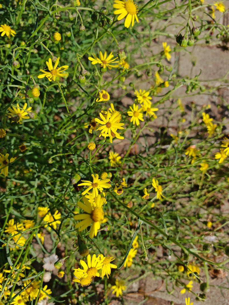 Un séneçon de Mazamet en fleurs présentant de nombreux capitules jaunes et des feuilles étroites sur un sol pavé.