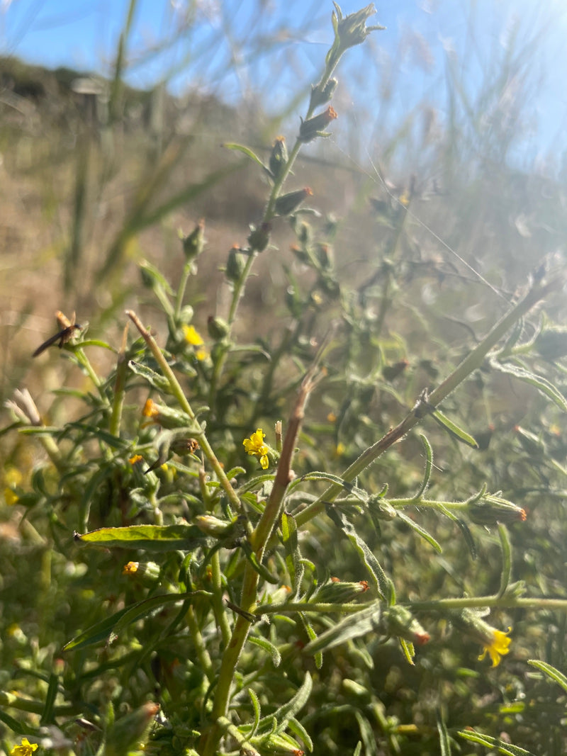 L'image montre un séneçon de Mazamet avec des feuilles vertes étroites et de petits capitules jaunes. La plante pousse dans un environnement herbeux et ensol...