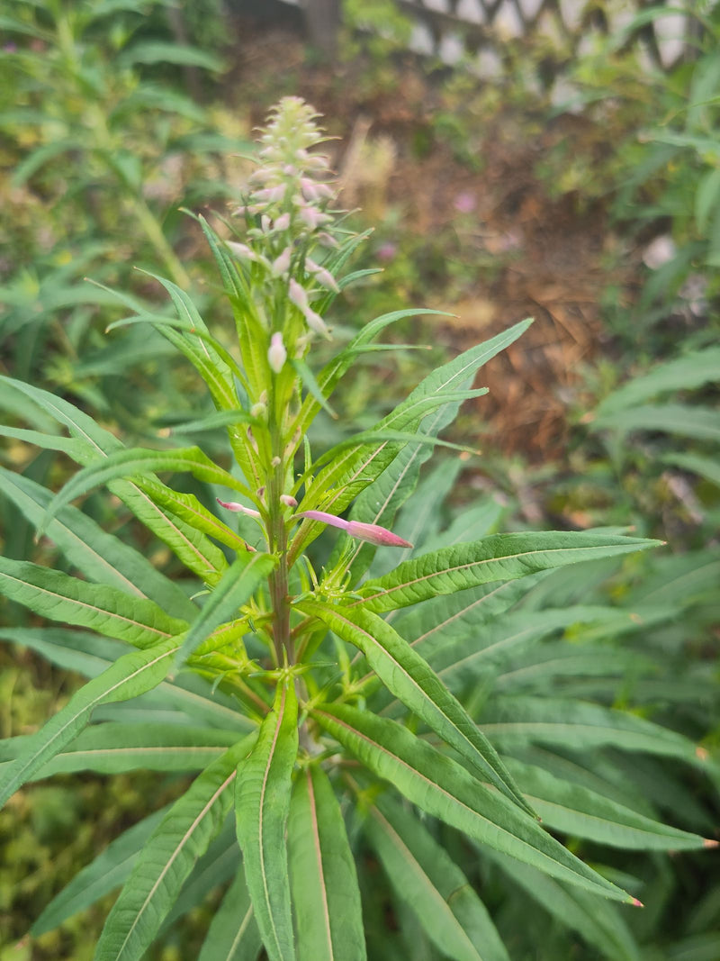 Épilobe à feuilles étroites — Bild 1
