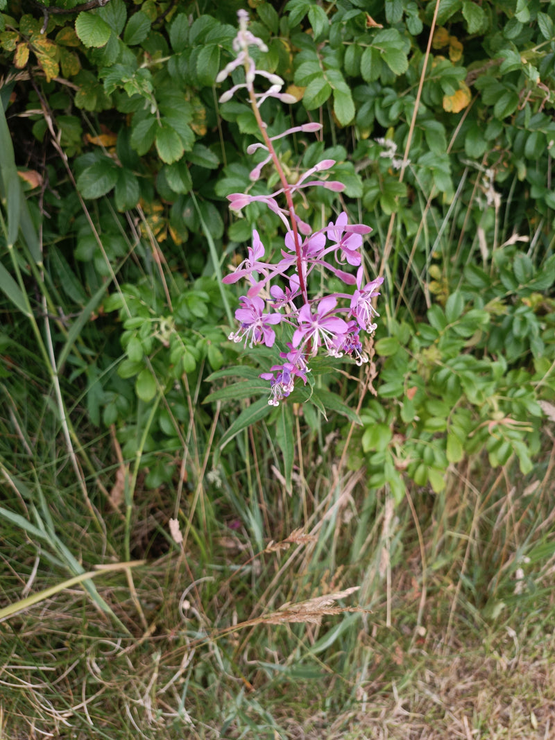Épilobe à feuilles étroites — photo 3 sur 7