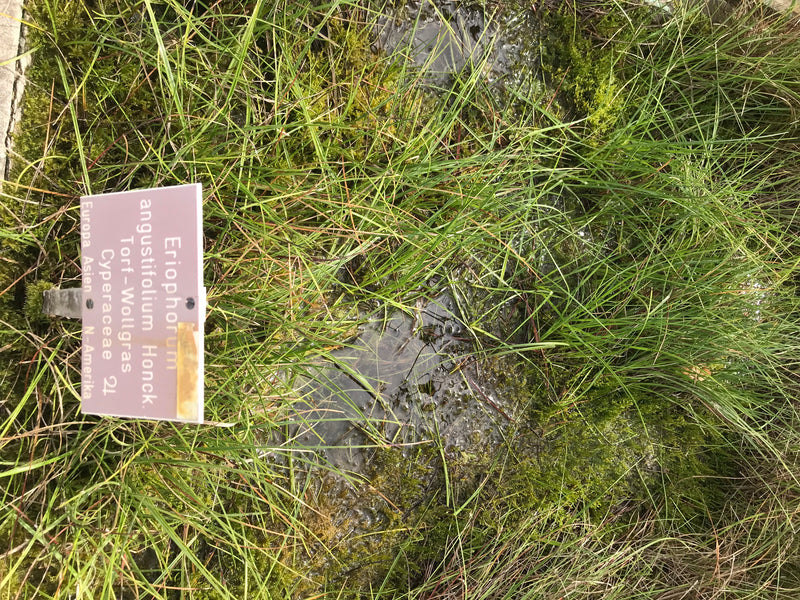 Schmalblättriges Wollgras — photo 1 sur 1