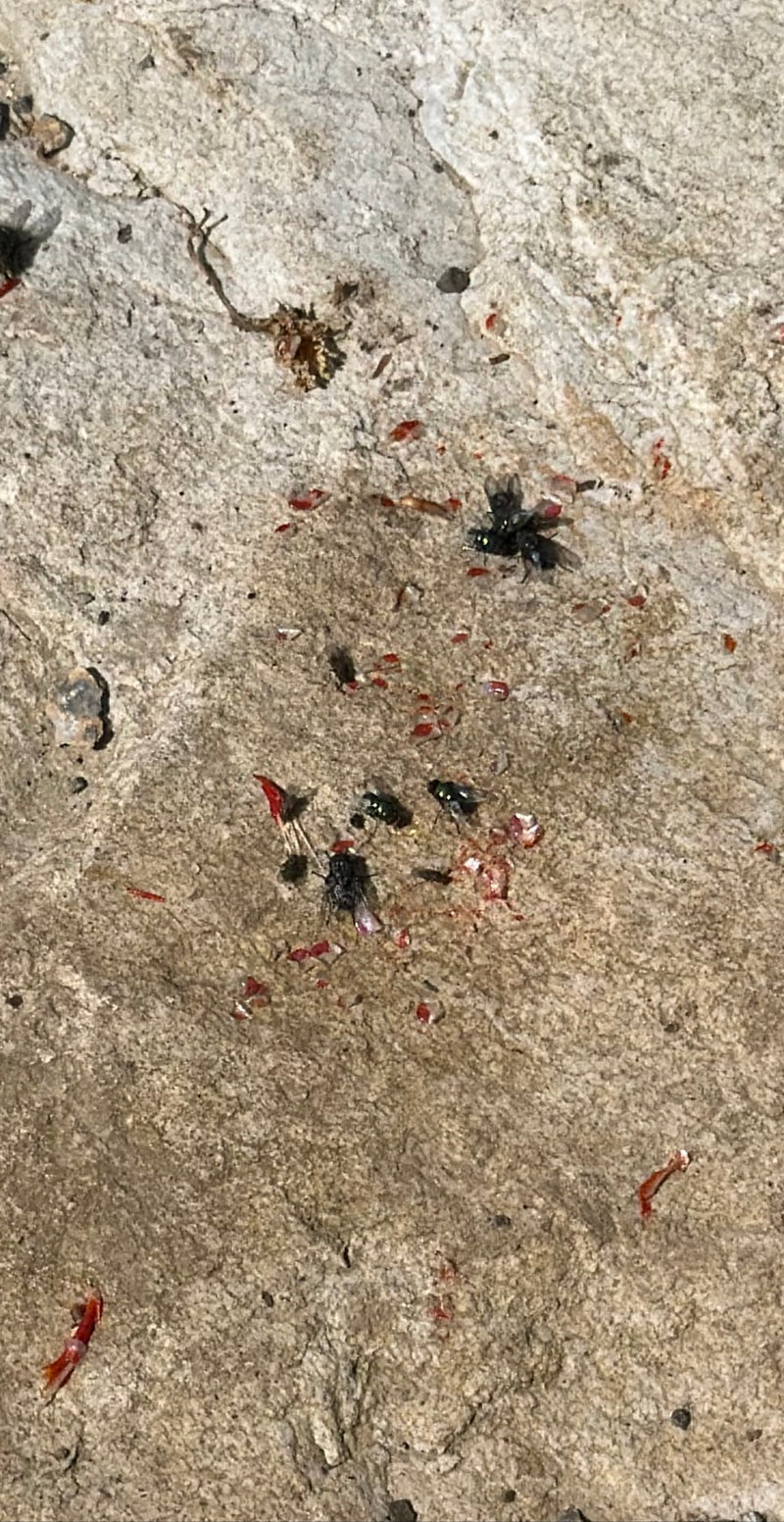 Plusieurs mouches à viande sont posées sur un sol rocheux clair en train de se nourrir.