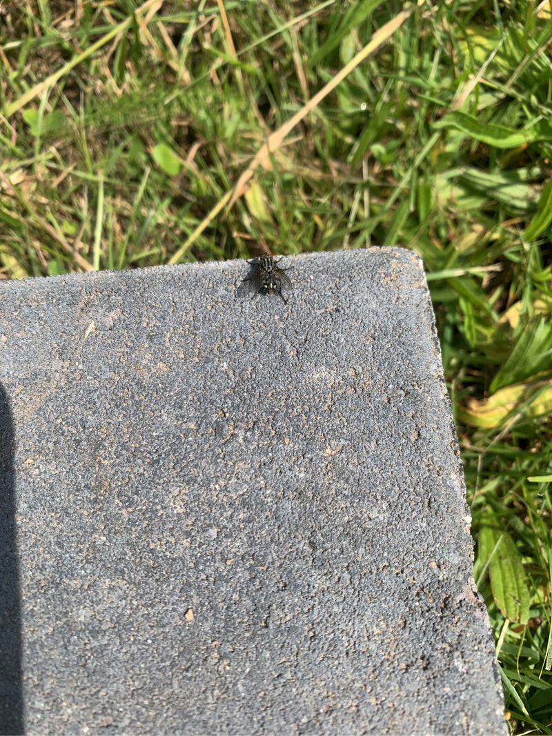 Une mouche bleue repose vue du dessus sur une dalle de pierre grise. On aperçoit de l'herbe verte en arrière-plan.