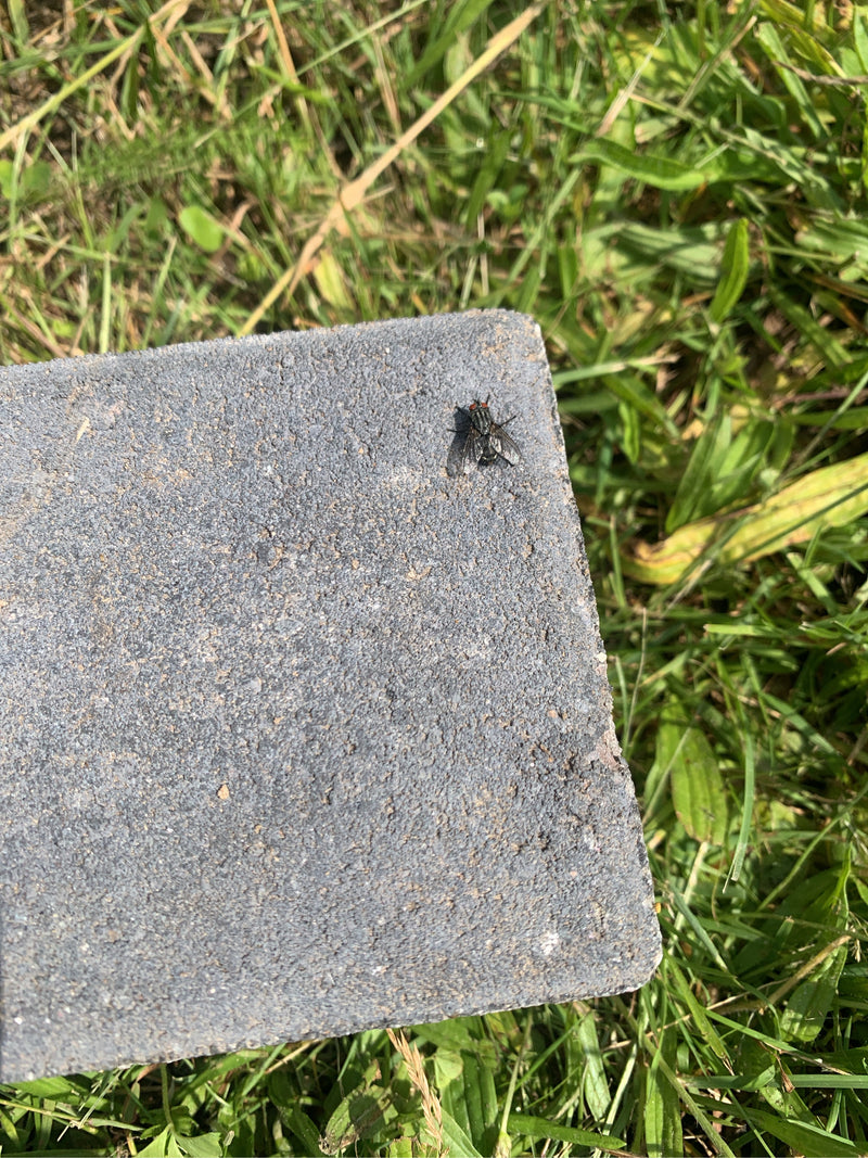Une mouche à viande est posée sur une dalle de pierre grise au milieu de l'herbe. L'insecte se repose tranquillement.