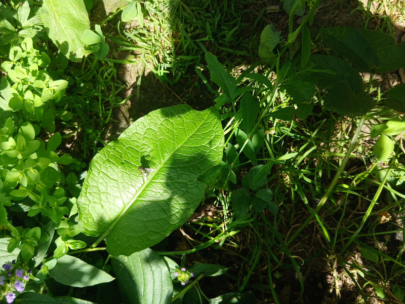 Bouteilles bleues — Bild 3