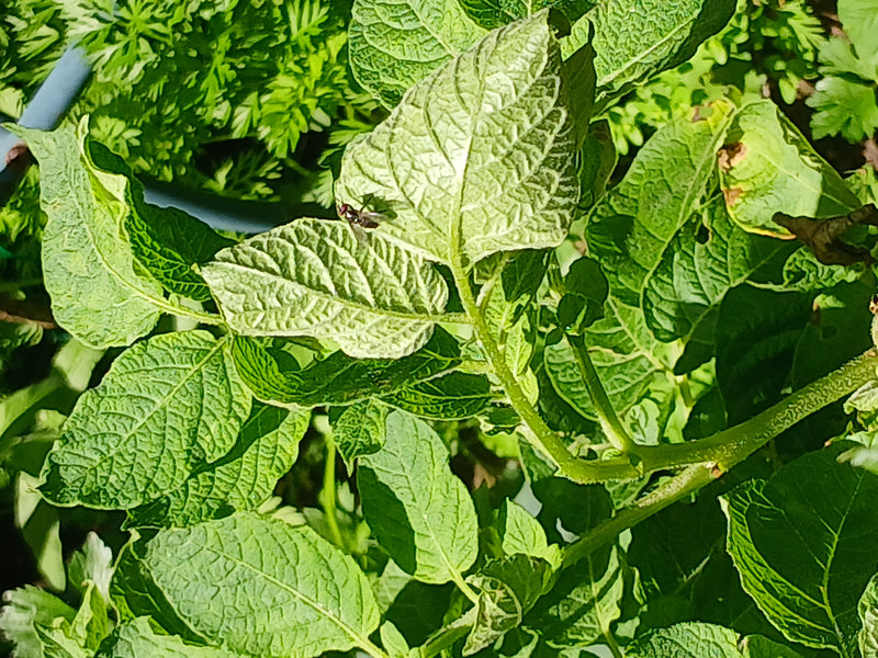 Bouteilles bleues — Bild 1