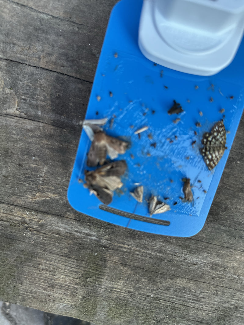 Papillons (commander) — photo 5 sur 7