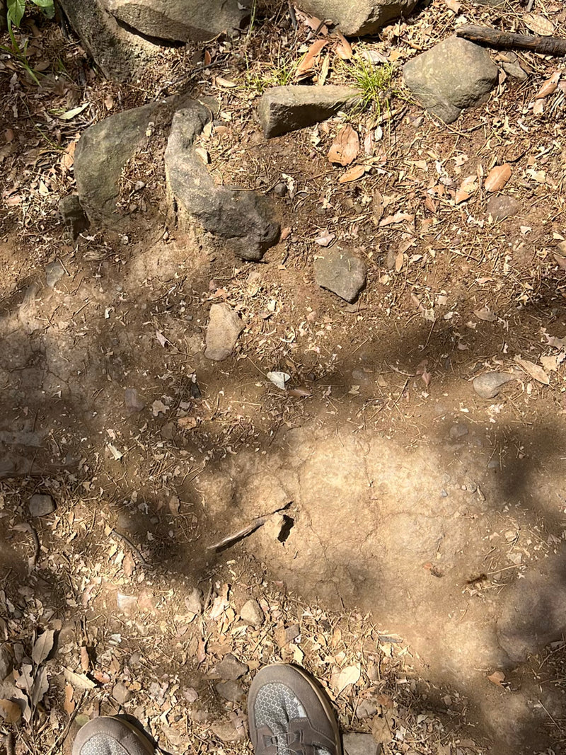 Papillons (commander) — photo 2 sur 7