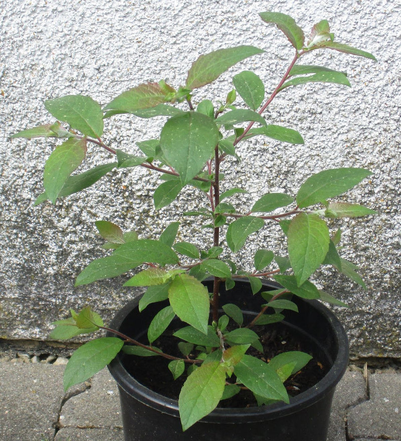 Un jeune arbre à papillons pousse dans un pot noir devant un mur de maison clair. La plante présente des feuilles vertes et lancéolées ainsi que des pousses ...