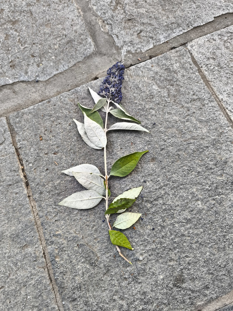 L'image montre une seule branche de l'arbre aux papillons avec des fleurs violettes et des feuilles vert-blanc. Elle repose sur un sol en pierre grise.