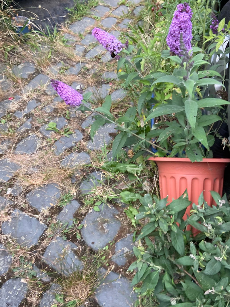 On peut voir un arbre à papillons en fleurs dans un pot de plantes posé sur un sol pavé. Les inflorescences violettes caractéristiques sont bien reconnaissab...