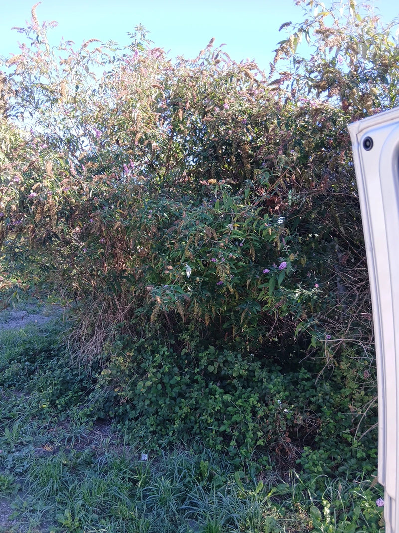 On peut voir un grand arbuste de buddléia avec des inflorescences devant un ciel bleu. La plante pousse au bord du chemin.
