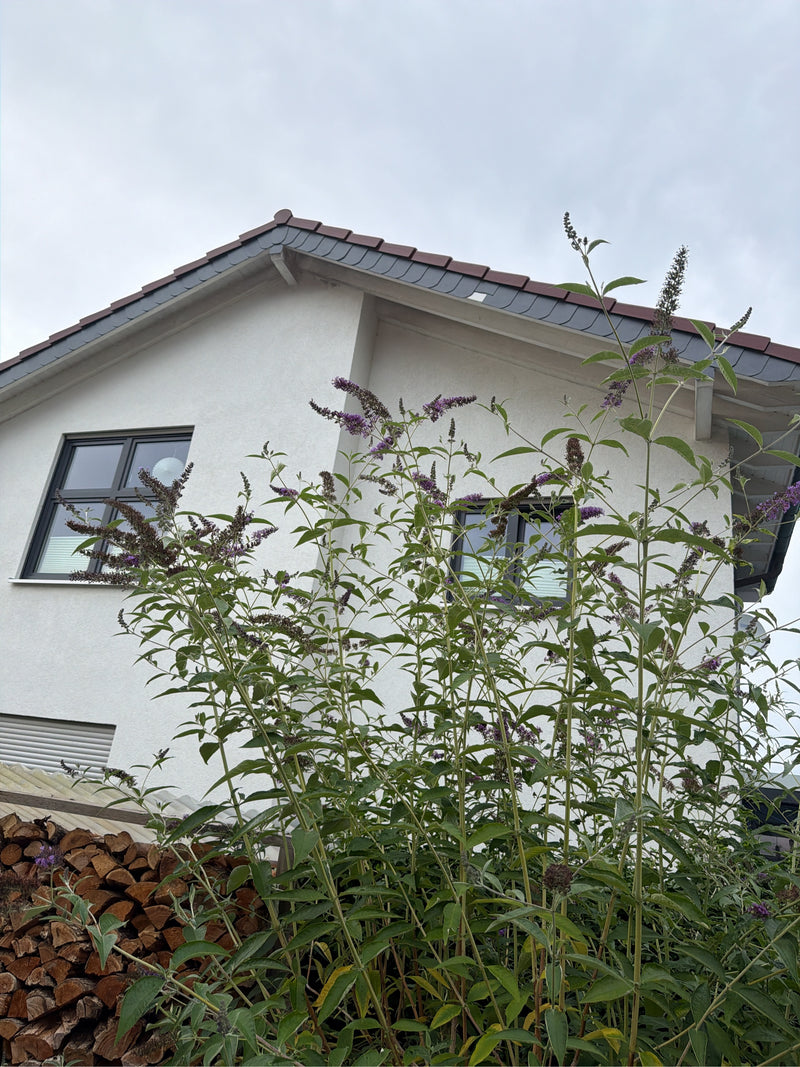 On peut voir un grand buddleia en fleurs devant la façade blanche d'une maison. Les inflorescences violettes typiques se dressent vers le ciel.