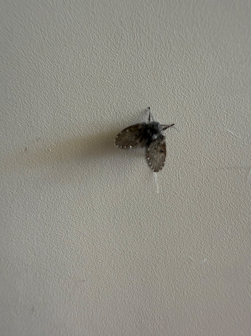 moustique papillon — Bild 1