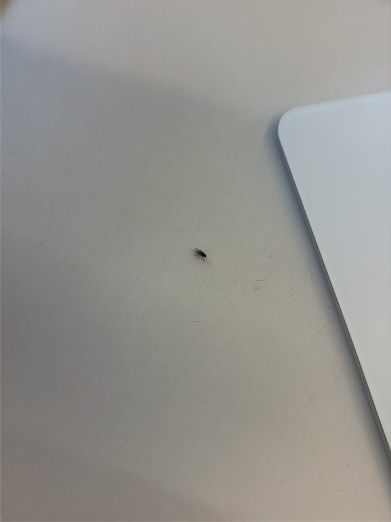moustique papillon — Bild 4