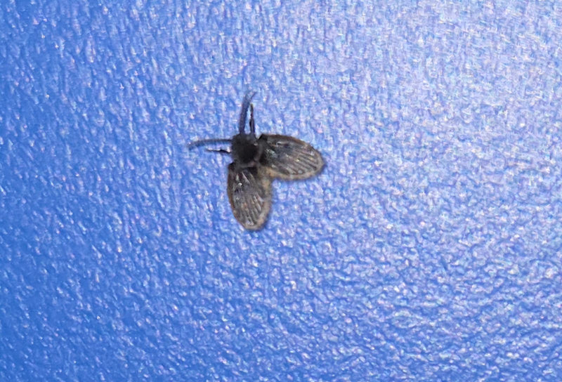 moustique papillon — photo 1 sur 18