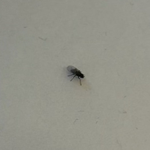 moustique papillon — Bild 3