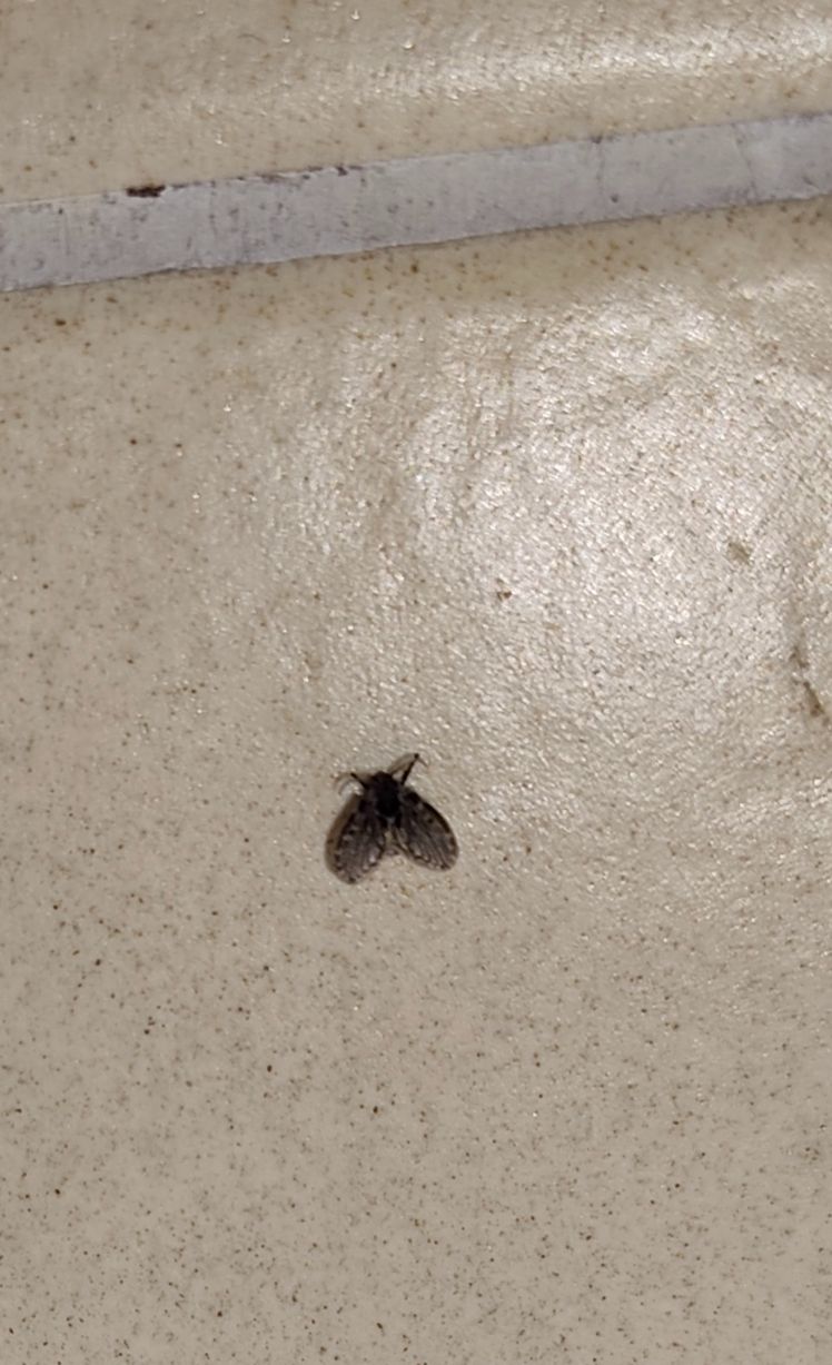 moustique papillon — photo 3 sur 18