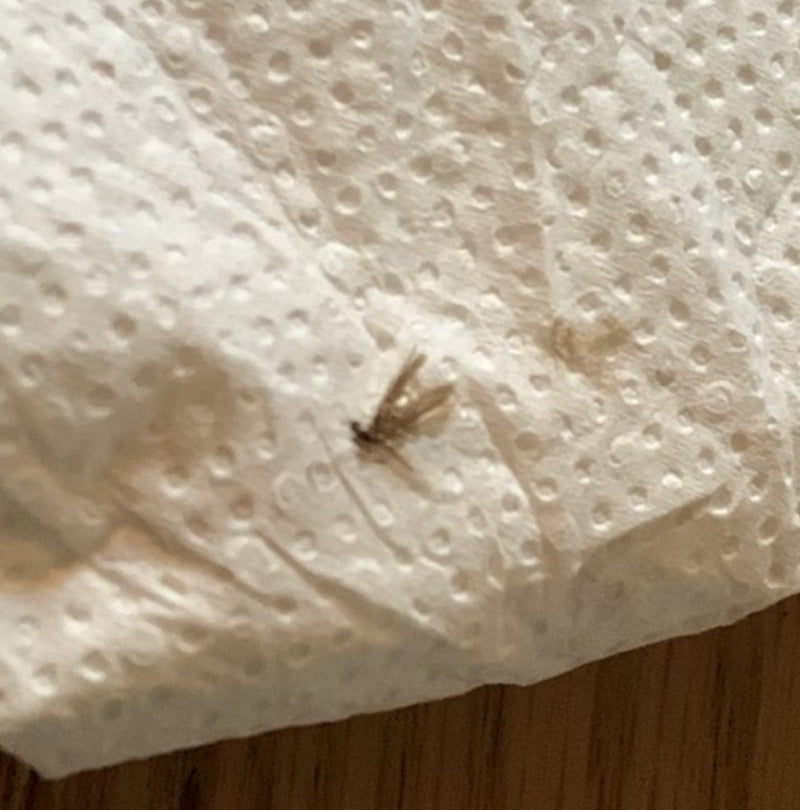 moustique papillon — Bild 1