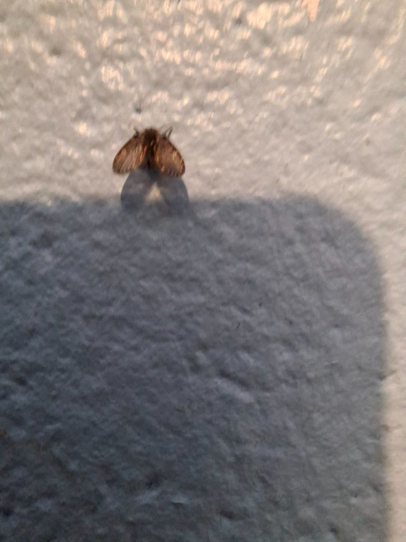 moustique papillon — photo 5 sur 18