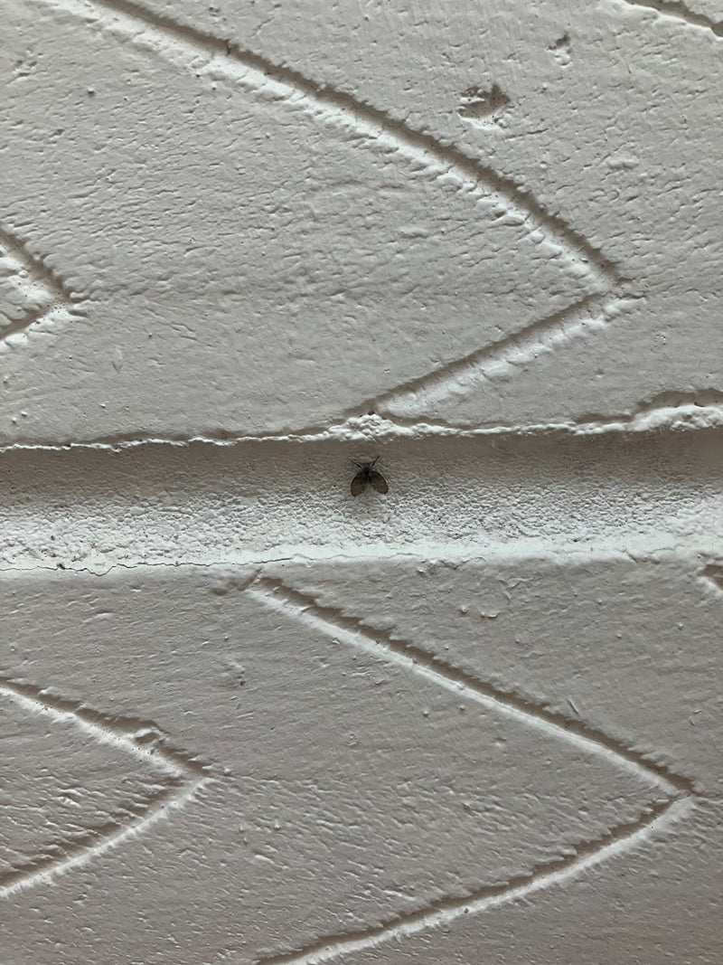 moustique papillon — photo 2 sur 18