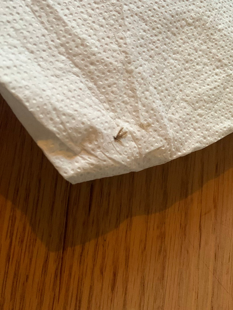 moustique papillon — Bild 2