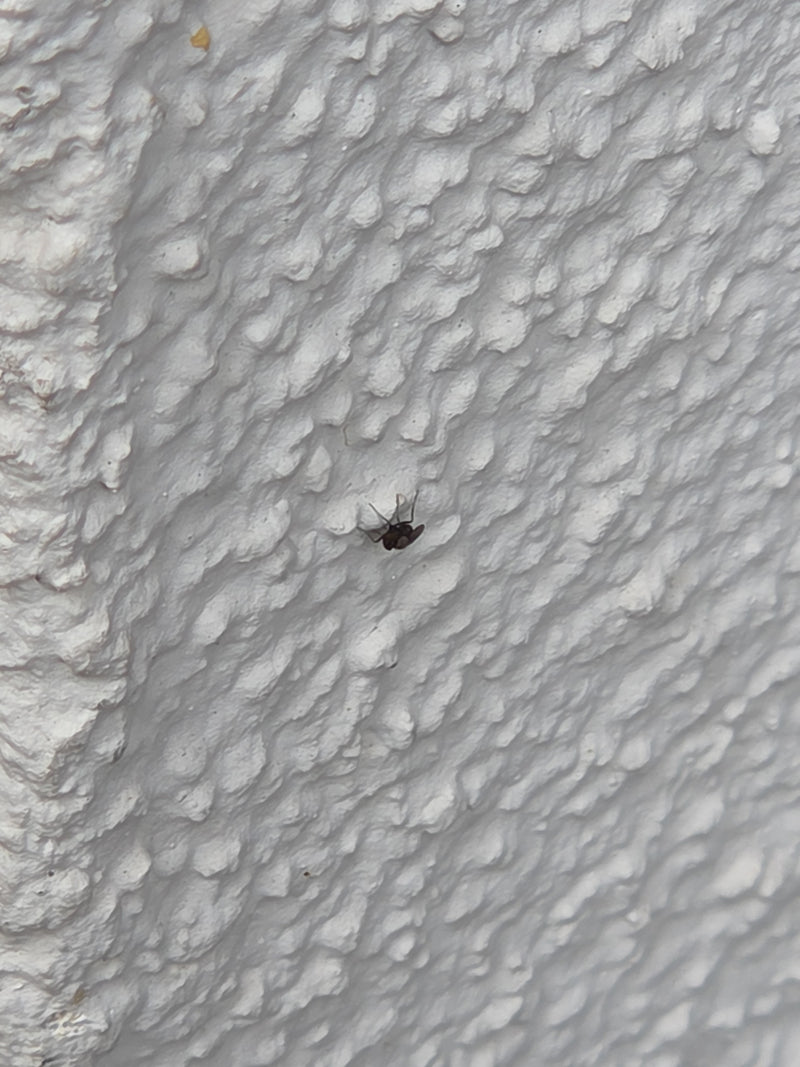 Moustiques papillons — Bild 3