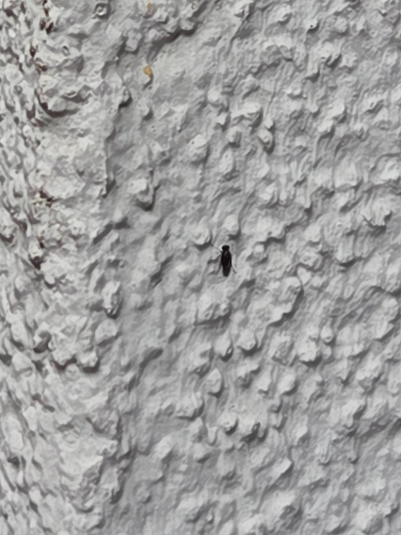 Moustiques papillons — Bild 2