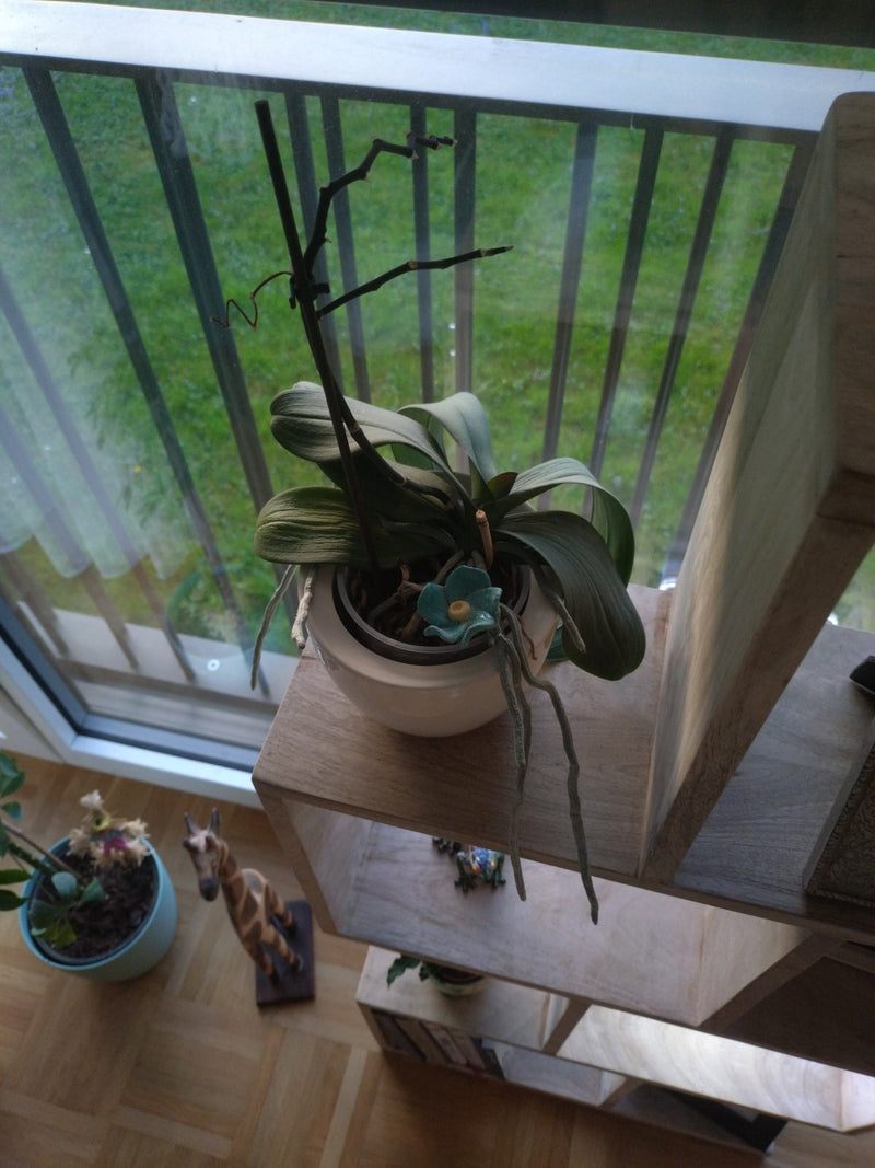 Phalaenopsis — Bild 1