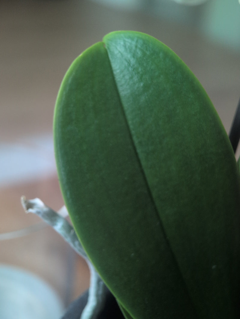 Orchidée papillon — Bild 5
